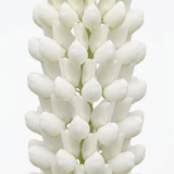 1 Large Plant - Lupin West Country Polar Princess, Outdoor Garden Ready, 3L Pot - Frankton's
