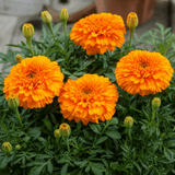 1 Large Plant - Marigold African Taishan Orange, Outdoor Garden Ready, 2L Pot - Frankton's