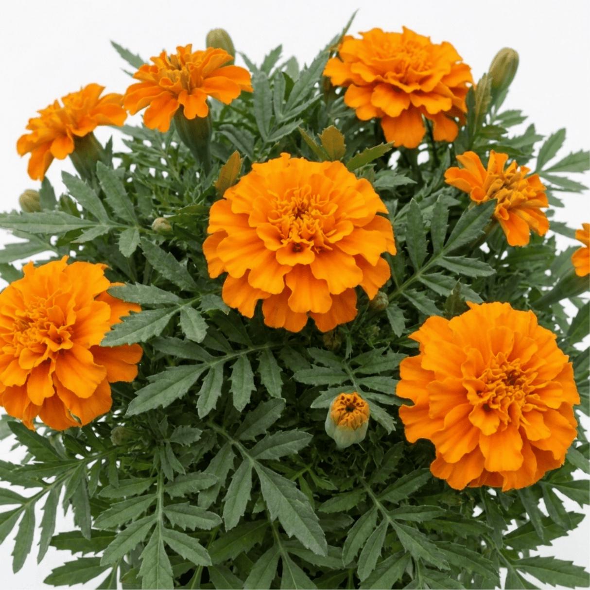 1 Large Plant - Marigold African Taishan Orange, Outdoor Garden Ready, 2L Pot - Frankton's