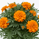 1 Large Plant - Marigold African Taishan Orange, Outdoor Garden Ready, 2L Pot - Frankton's