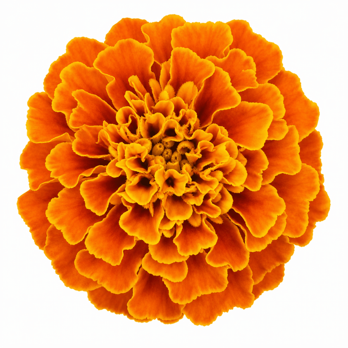 1 Large Plant - Marigold African Taishan Orange, Outdoor Garden Ready, 2L Pot - Frankton's