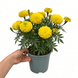 1 Large Plant - Marigold African Taishan Yellow, Outdoor Garden Ready, 2L Pot - Frankton's