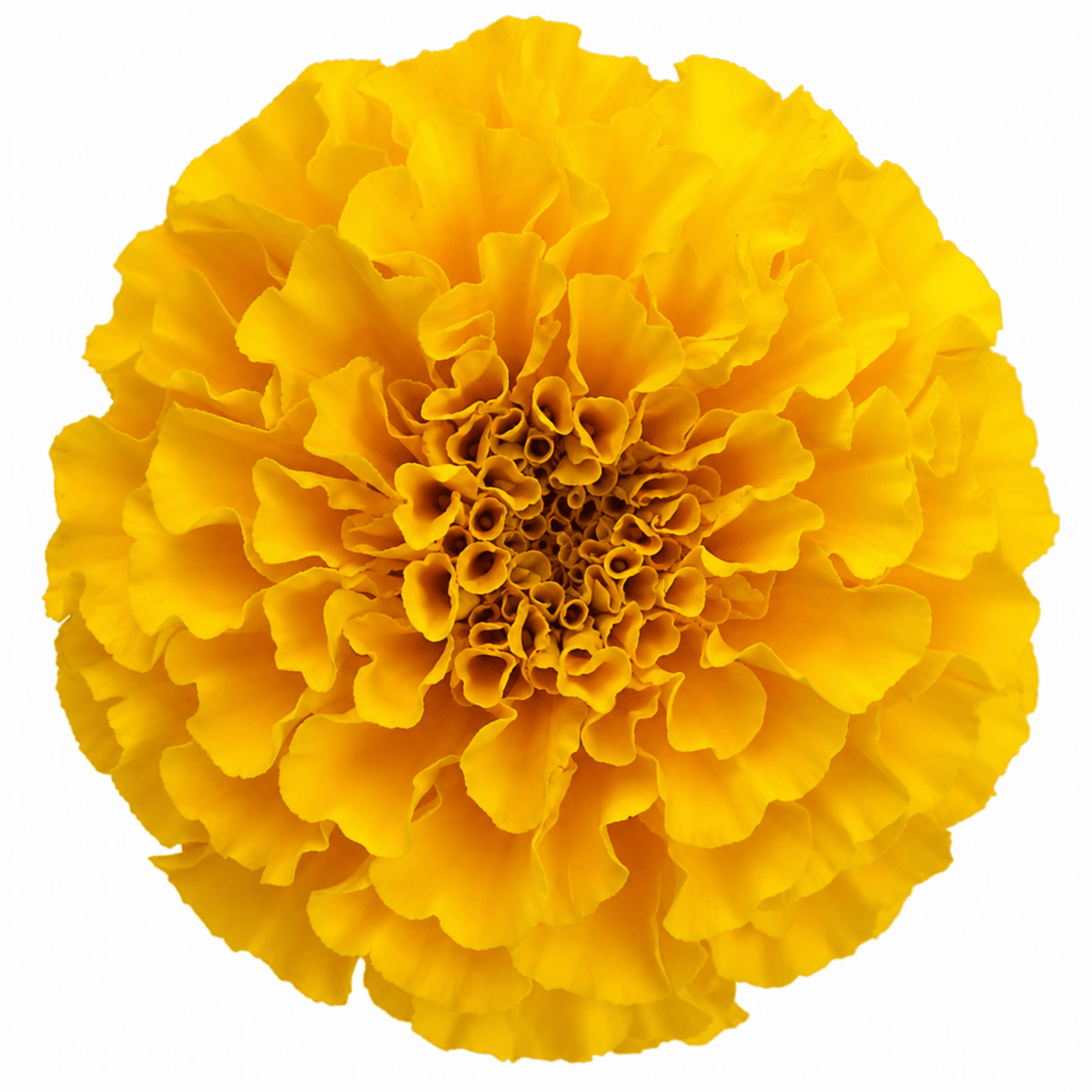 1 Large Plant - Marigold African Taishan Yellow, Outdoor Garden Ready, 2L Pot - Frankton's