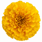 1 Large Plant - Marigold African Taishan Yellow, Outdoor Garden Ready, 2L Pot - Frankton's