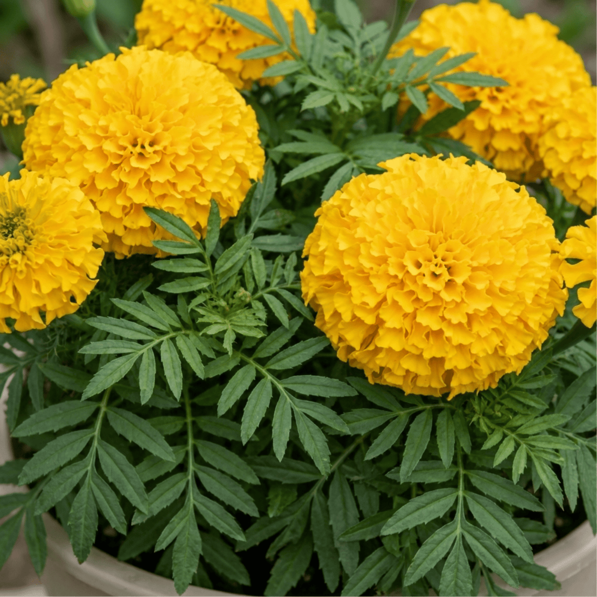 1 Large Plant - Marigold African Taishan Yellow, Outdoor Garden Ready, 2L Pot - Frankton's