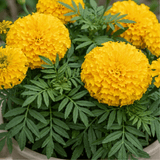 1 Large Plant - Marigold African Taishan Yellow, Outdoor Garden Ready, 2L Pot - Frankton's
