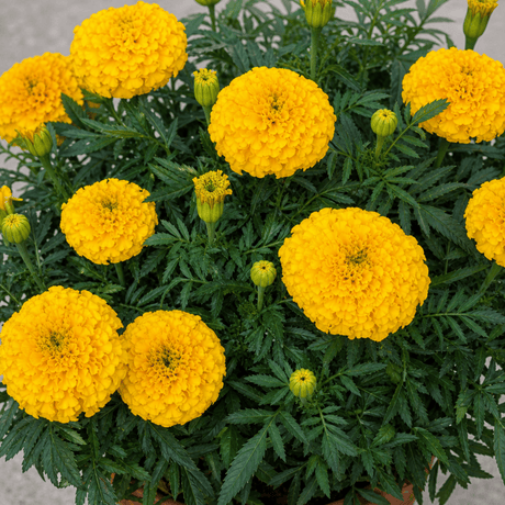 1 Large Plant - Marigold African Taishan Yellow, Outdoor Garden Ready, 2L Pot - Frankton's