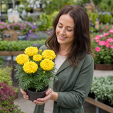 1 Large Plant - Marigold African Taishan Yellow, Outdoor Garden Ready, 2L Pot - Frankton's