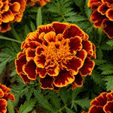 1 Large Plant - Marigold Durango Bolero, Ready to Plant in Your Garden, 2L Pot - Frankton's
