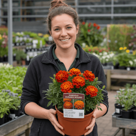 1 Large Plant - Marigold Durango Bolero, Ready to Plant in Your Garden, 2L Pot - Frankton's
