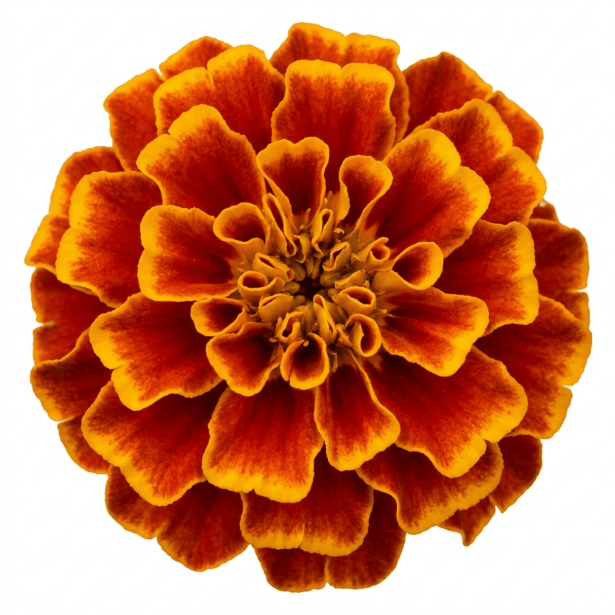1 Large Plant - Marigold Durango Bolero, Ready to Plant in Your Garden, 2L Pot - Frankton's