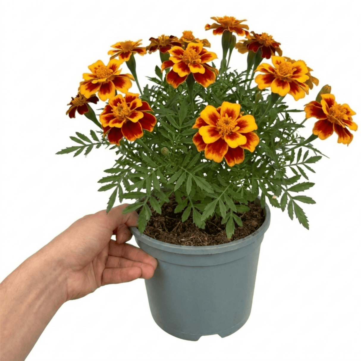 1 Large Plant - Marigold Durango Bolero, Ready to Plant in Your Garden, 2L Pot - Frankton's