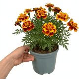 1 Large Plant - Marigold Durango Bolero, Ready to Plant in Your Garden, 2L Pot - Frankton's