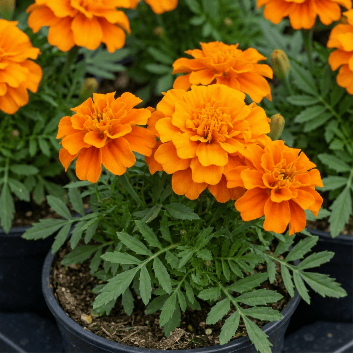 1 Large Plant - Marigold Durango Tangerine, Outdoor Garden Ready, 2L Pot - Frankton's