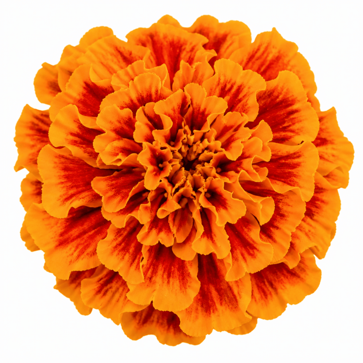 1 Large Plant - Marigold Durango Tangerine, Outdoor Garden Ready, 2L Pot - Frankton's