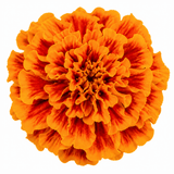 1 Large Plant - Marigold Durango Tangerine, Outdoor Garden Ready, 2L Pot - Frankton's