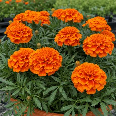 1 Large Plant - Marigold Durango Tangerine, Outdoor Garden Ready, 2L Pot - Frankton's