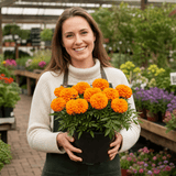 1 Large Plant - Marigold Durango Tangerine, Outdoor Garden Ready, 2L Pot - Frankton's