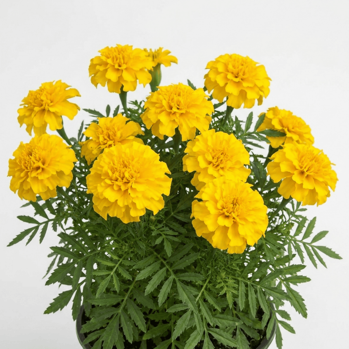1 Large Plant - Marigold Durango Yellow, Ready to Plant in Your Garden, 2L Pot - Frankton's