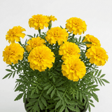 1 Large Plant - Marigold Durango Yellow, Ready to Plant in Your Garden, 2L Pot - Frankton's
