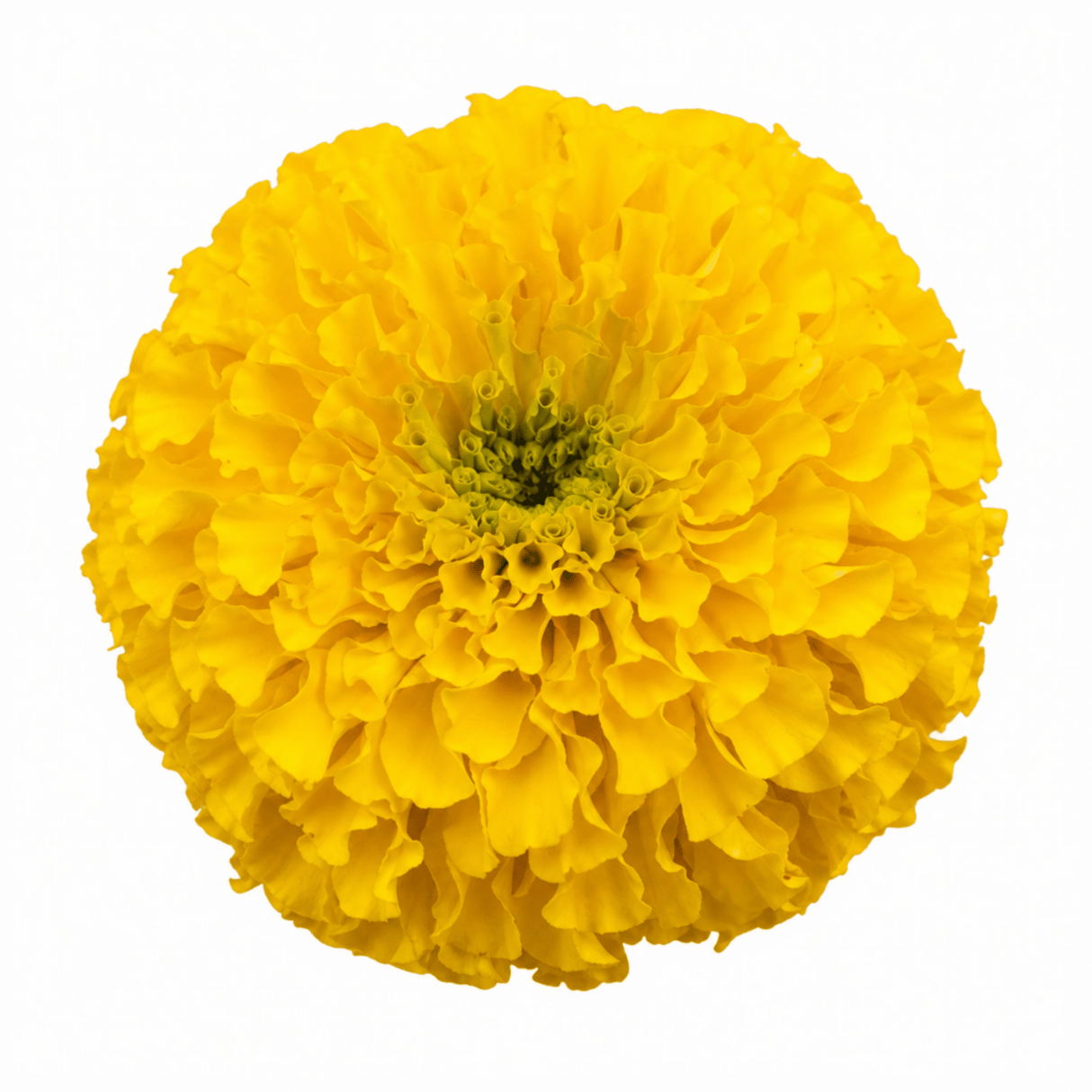 1 Large Plant - Marigold Durango Yellow, Ready to Plant in Your Garden, 2L Pot - Frankton's