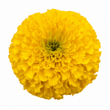 1 Large Plant - Marigold Durango Yellow, Ready to Plant in Your Garden, 2L Pot - Frankton's