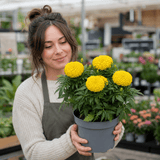 1 Large Plant - Marigold Durango Yellow, Ready to Plant in Your Garden, 2L Pot - Frankton's