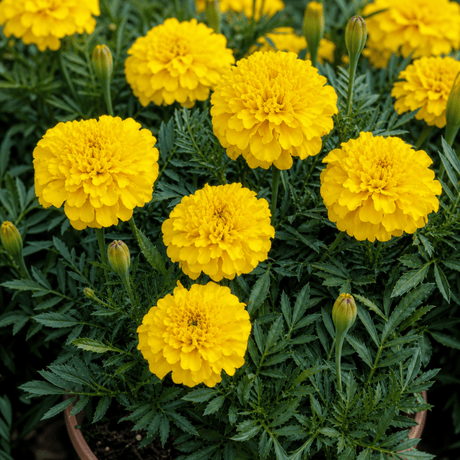1 Large Plant - Marigold Durango Yellow, Ready to Plant in Your Garden, 2L Pot - Frankton's