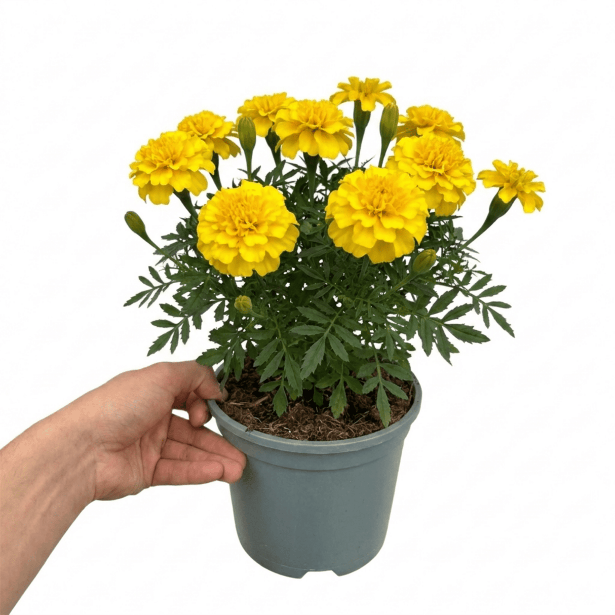 1 Large Plant - Marigold Durango Yellow, Ready to Plant in Your Garden, 2L Pot - Frankton's