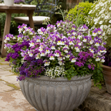 1 Large Plant - Nemesia Lady Kate, Ready to Plant in Your Garden, 5L Pot - Frankton's