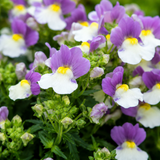 1 Large Plant - Nemesia Lady Kate, Ready to Plant in Your Garden, 5L Pot - Frankton's