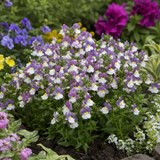 1 Large Plant - Nemesia Lady Kate, Ready to Plant in Your Garden, 5L Pot - Frankton's