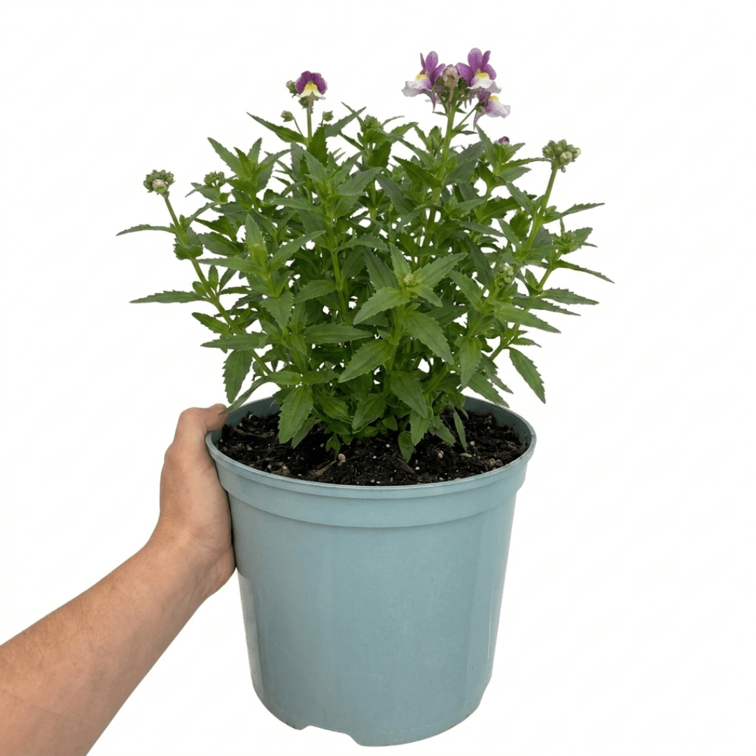 1 Large Plant - Nemesia Lady Kate, Ready to Plant in Your Garden, 5L Pot - Frankton's