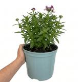 1 Large Plant - Nemesia Lady Kate, Ready to Plant in Your Garden, 5L Pot - Frankton's
