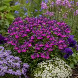 1 Large Plant - Nemesia Lady Lisa, Ready to Plant in Your Garden, 5L Pot - Frankton's
