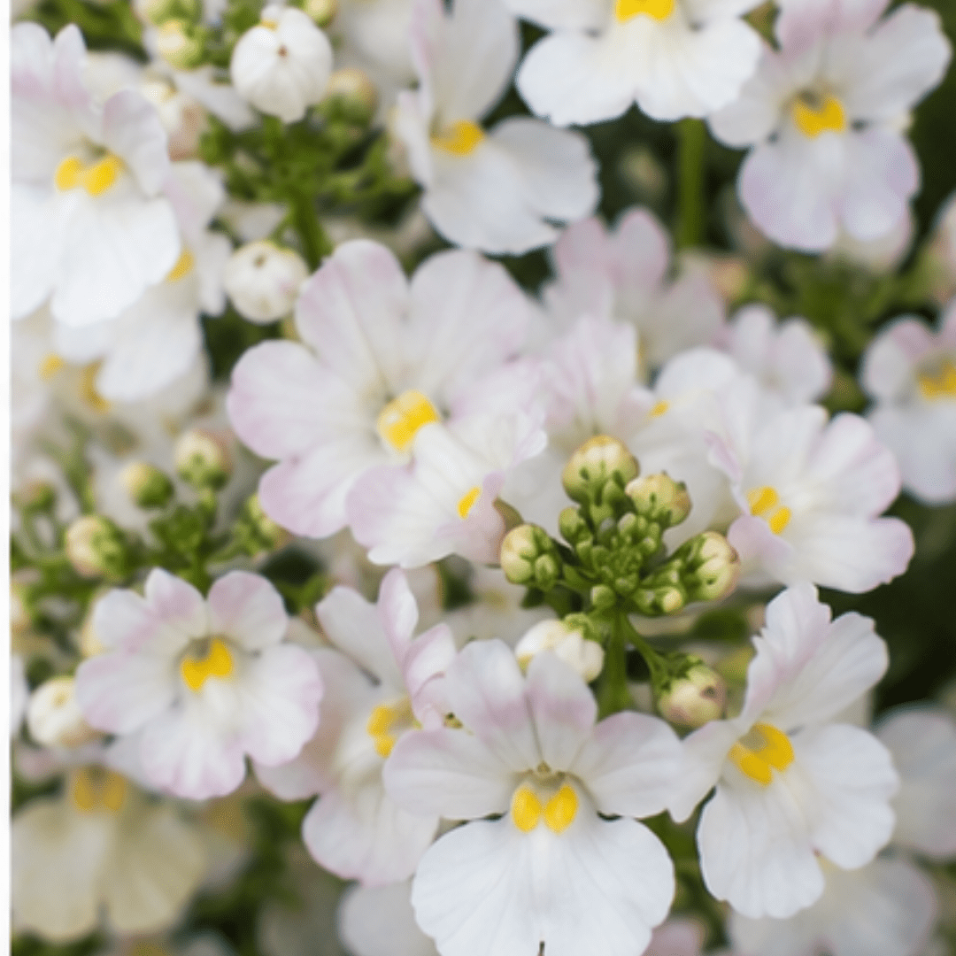 1 Large Plant - Nemesia Lady Mary, Ready to Plant in Your Garden, 5L Pot - Frankton's