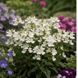 1 Large Plant - Nemesia Lady Mary, Ready to Plant in Your Garden, 5L Pot - Frankton's