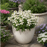 1 Large Plant - Nemesia Lady Mary, Ready to Plant in Your Garden, 5L Pot - Frankton's