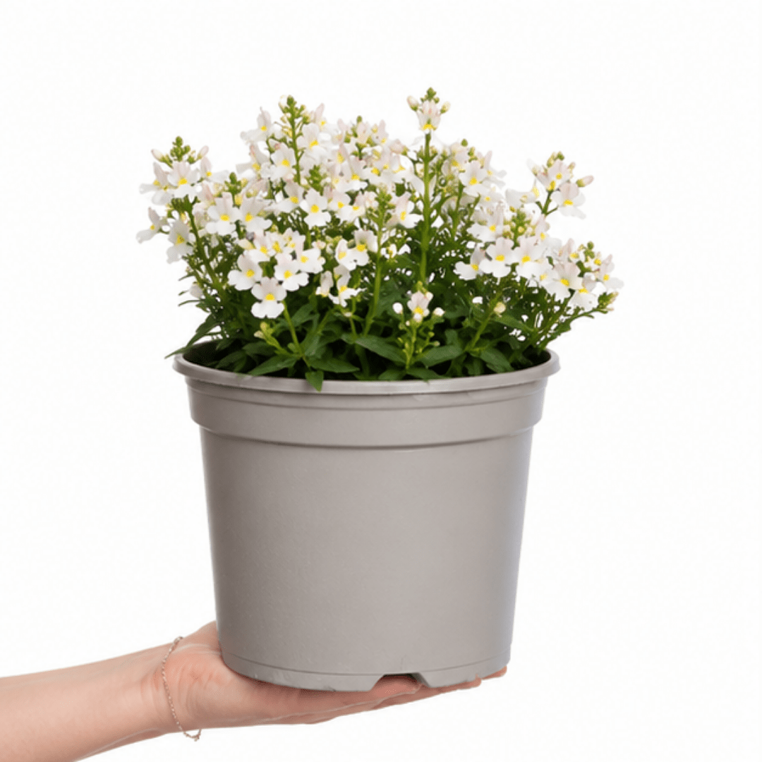 1 Large Plant - Nemesia Lady Mary, Ready to Plant in Your Garden, 5L Pot - Frankton's