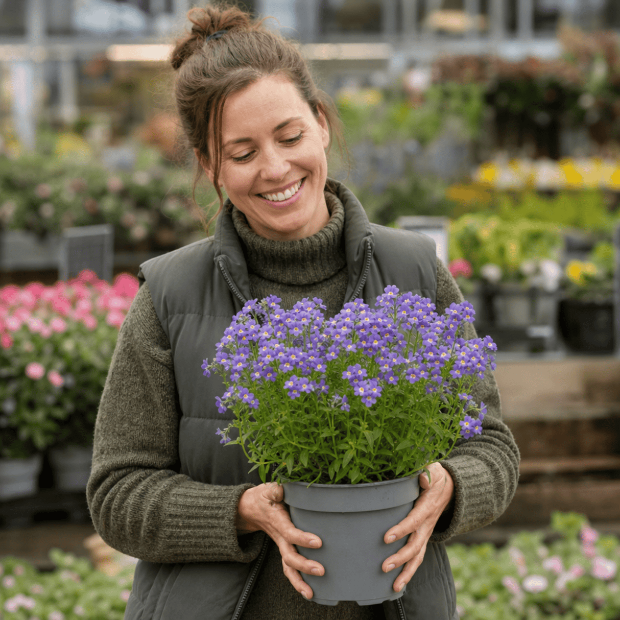 1 Large Plant - Nemesia Nuvo Blue 180, Outdoor Garden Ready, 2L Pot - Frankton's