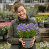 1 Large Plant - Nemesia Nuvo Blue 180, Outdoor Garden Ready, 2L Pot - Frankton's