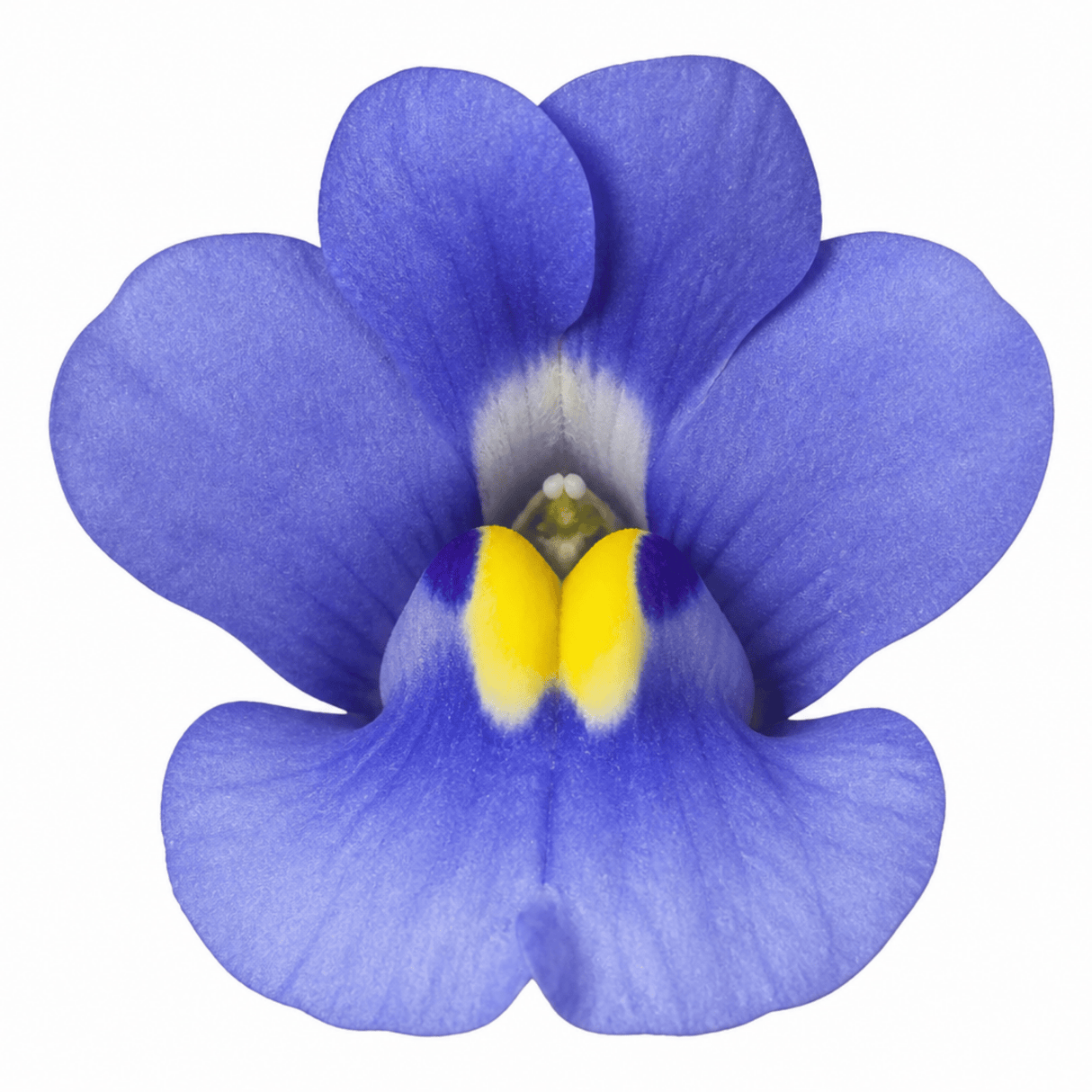 1 Large Plant - Nemesia Nuvo Blue 180, Outdoor Garden Ready, 2L Pot - Frankton's