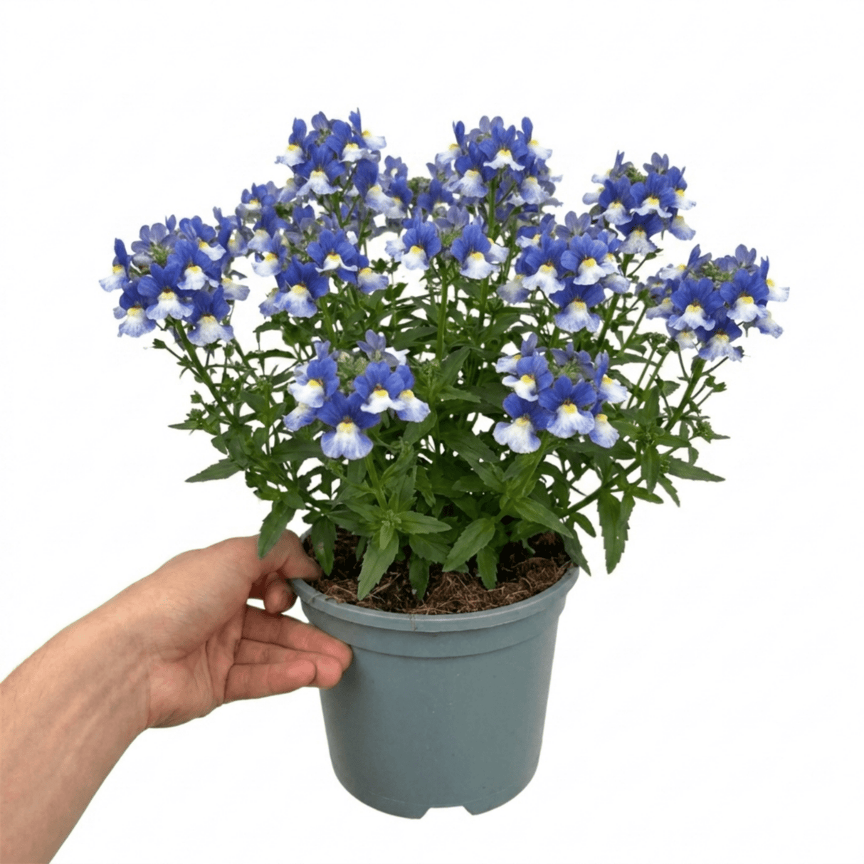 1 Large Plant - Nemesia Nuvo Blue 180, Outdoor Garden Ready, 2L Pot - Frankton's