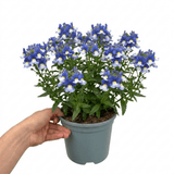 1 Large Plant - Nemesia Nuvo Blue 180, Outdoor Garden Ready, 2L Pot - Frankton's