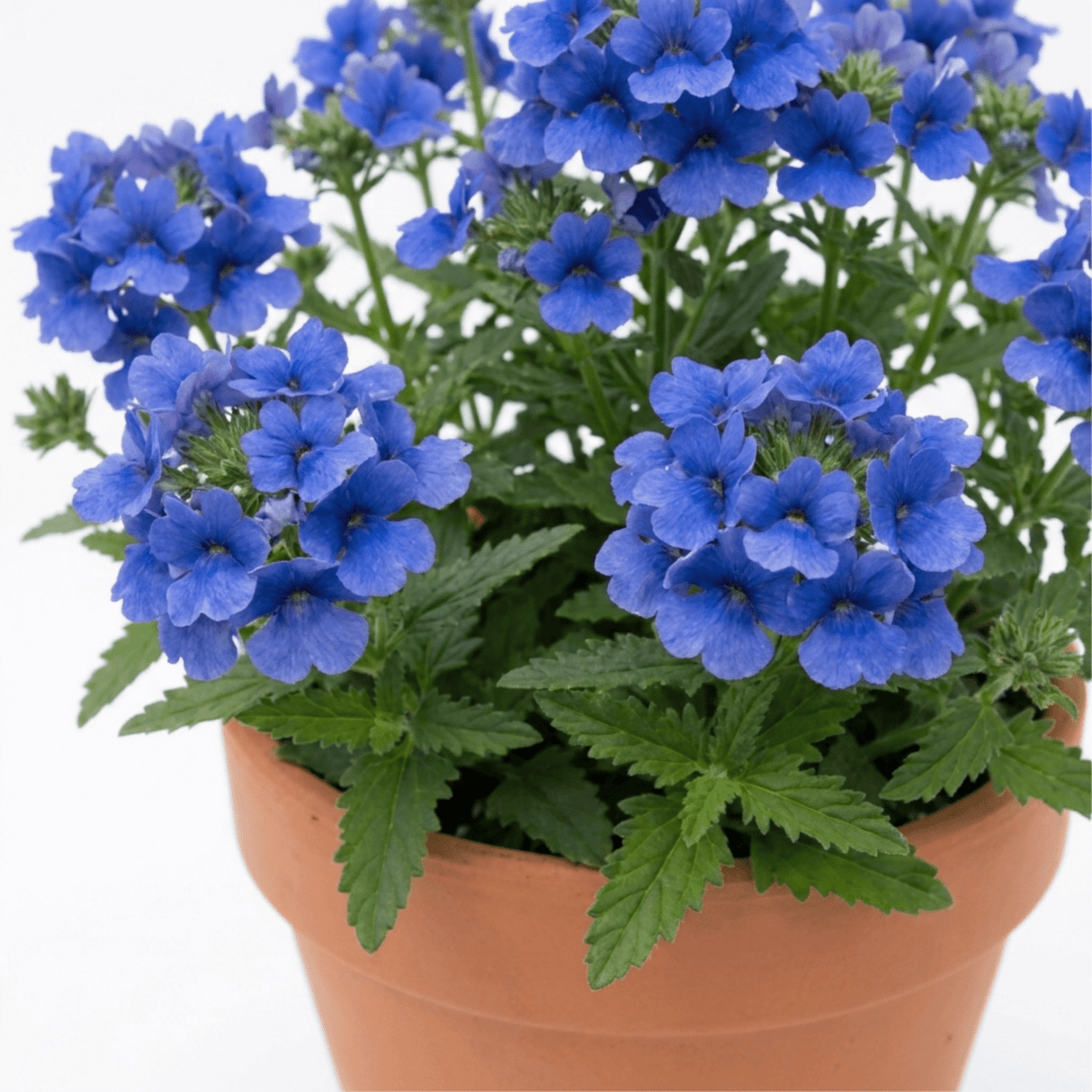 1 Large Plant - Nemesia Nuvo Blue 180, Outdoor Garden Ready, 2L Pot - Frankton's