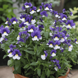 1 Large Plant - Nemesia Nuvo Blue Bicolour 180, Outdoor Garden Ready, 2L Pot - Frankton's