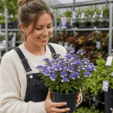 1 Large Plant - Nemesia Nuvo Blue Bicolour 180, Outdoor Garden Ready, 2L Pot - Frankton's