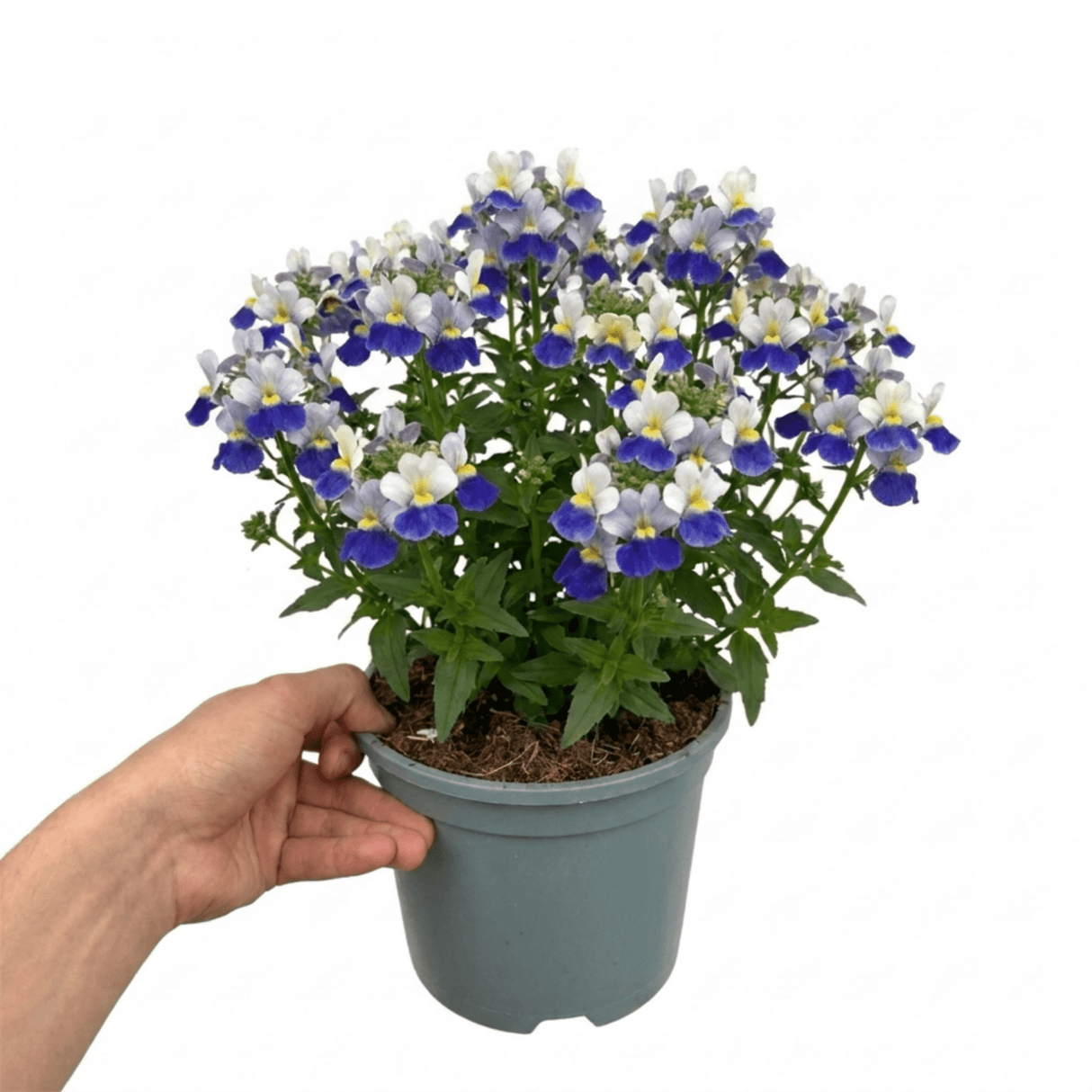 1 Large Plant - Nemesia Nuvo Blue Bicolour 180, Outdoor Garden Ready, 2L Pot - Frankton's