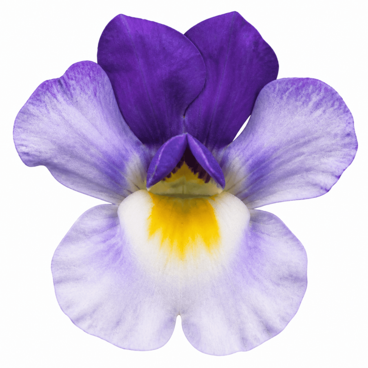 1 Large Plant - Nemesia Nuvo Blue Bicolour 180, Outdoor Garden Ready, 2L Pot - Frankton's