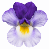 1 Large Plant - Nemesia Nuvo Blue Bicolour 180, Outdoor Garden Ready, 2L Pot - Frankton's